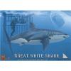 Great White Shark with Diver in Cage