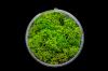 Lush Hedge Basing Material