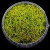 Toxic Hedge Basing Material
