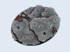 Ruins Bases, 120mm Ellipse (1)