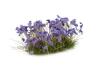 Gamer's Grass Violet Flowers